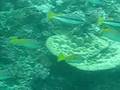 GV 2007 Buceo en Tailandia Parte 1