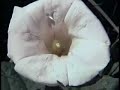 Cosmos Episode 7: The Backbone of Night Part 3 of 6 Cosmos Episode 7: The Backbone of Night Part 3 of 6