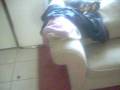videos de Dog Fright