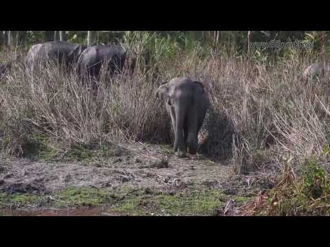 Natural+Vegetation+and+Wildlife+Wiki ... and Wildlife Resources Natural Vegetation and Wildlife - Wiki