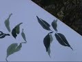 Painting Tea Olive (Osmanthus) in my Yard