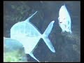 Peces Peces