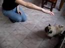 Training of a small Pug