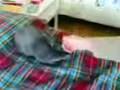 Angry rabbit