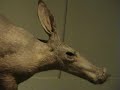 Museum of natural history Berlin