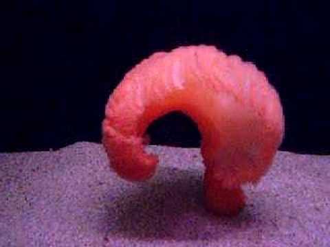 sea pen