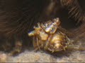 Tarantula feeding Tarantula feeding