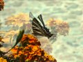 Borboleta