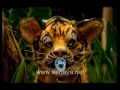 harimau yang kelakar