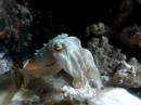 cuttlefish eating