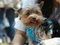 Hello guys! 5/5/08 ヨークシャー・テリア Yorkshireterrier ヨーキー ヨークシャテリア