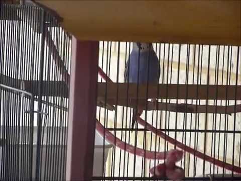 how to care budgies in winter