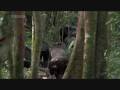 Crazy Chimps