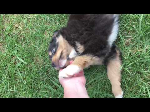 Yay for good old fashioned belly rubs!
