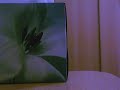 priscilla chan ??? - ?? foolish girl(song request by trdharrier) found difficulties with the lyrics so hope i did ok. please comment and check out my other videos too!