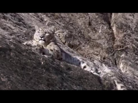 Snow leopard news from Nepal | Dear Kitty. Some blog