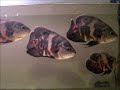 Oscar Fish