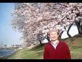 Japanese Sakura - Cherry blossoms