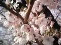 Japanese Sakura - Cherry blossoms