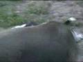 Bulldog Americano video