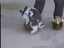 Funnest Animals\