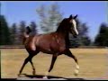 MHR Nobility