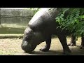 Arnhemse dierentuin
