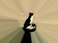 roomba cat meets temporal vortex