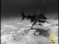In the wake of a summer season of high profile attacks, Wild Chronicles examines how by learning more about sharks, people can co-exist with them more safely. National Geographic marine biologist and inventor Greg Marshall deploys his Crittercam technology for the first time, allowing viewers to see the world through the eyes of a 200-pound bull shark. Filming wild animals is always a gamble, and the price is high, but the work pays off, opening up an unprecedented view of shark behavior and the deep ocean.