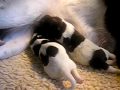 drense partijs puppys