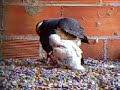 Halcon Peregrino Captive breeding Peregrine Falcon Halcon Peregrino Captive breeding Peregrine Falcon