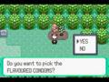 Pokemon emerald Hack 3