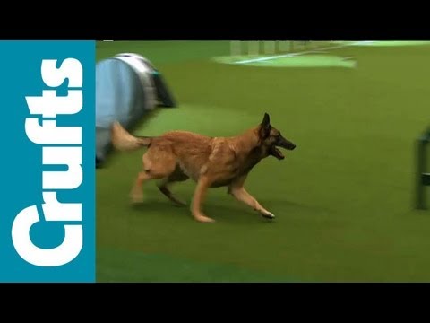 agility - Agility - Singles Final - Small, Medium and Large - Crufts 2012.