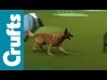 Agility - Singles Final - Small, Medium and Large - Crufts 2012