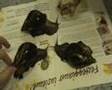 Achatina fulica - Lumache giganti africane