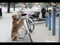Dog Guards Her Owner's Bike