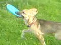 hunde welpen spielen
