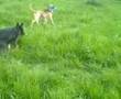 hunde welpen spielen