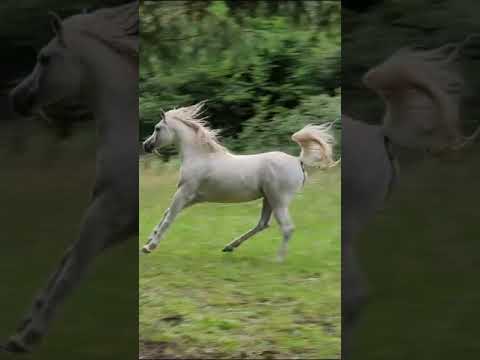 <b>Description: </b>Mayzara bint zekhiel <br/>