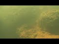 Amazon Under the Water 2  Cat Fish
