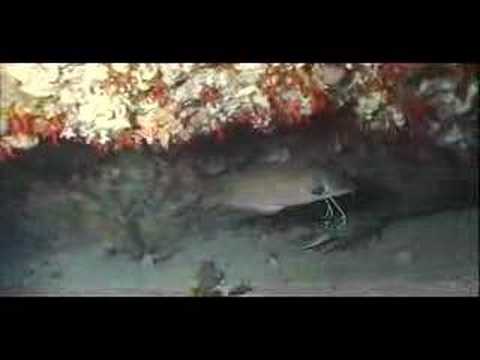 Mar de Albor�n 2� parte