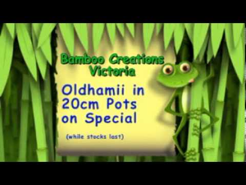 how to transplant oldhamii bamboo