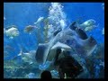 Aquarium #2