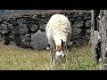 llama at Machu Picchu / ?????????? llama at Machu Picchu / ??????????