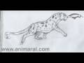 videos de Ay ile Leopar - Test