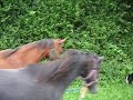 Spaziergang mit Fohlen 3.MOV
