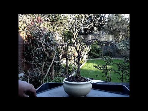 how to transplant a korean lilac