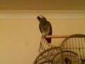 Chip my African Grey Parrot