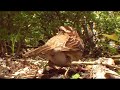White Throated Sparrows share seed with Red Squirrel