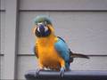 Dancing Macaw